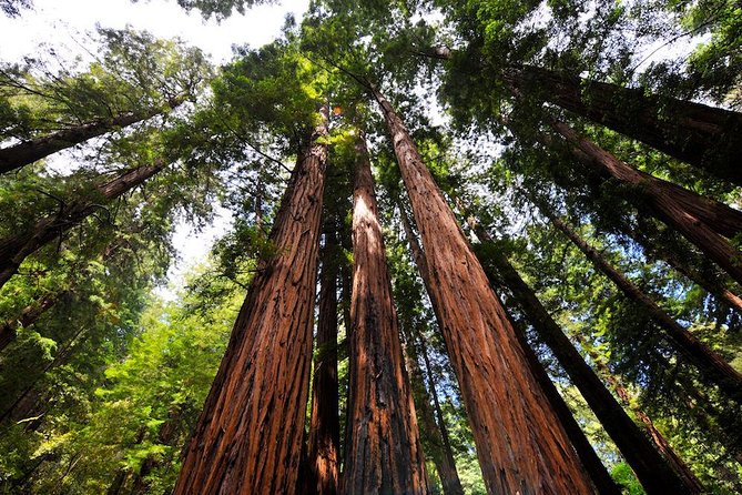 Muir Woods and Sausalito Afternoon Tour Small-Group Half-Day - Presidio scenery and photo-friendly stops without turning this into a long day