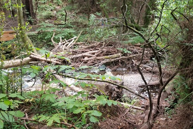 Muir Woods and Sausalito Afternoon Tour Small-Group Half-Day - What you’re really paying for: value at $99 for a 4.5-hour day