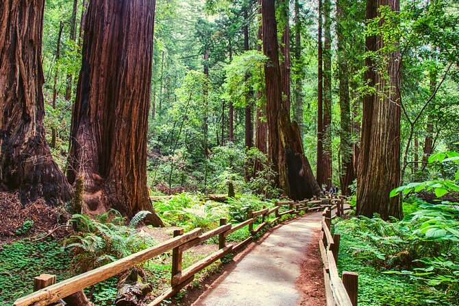 Muir Woods and Sausalito Half Day Tour - The drive reality: twisty roads and what to do about car sickness