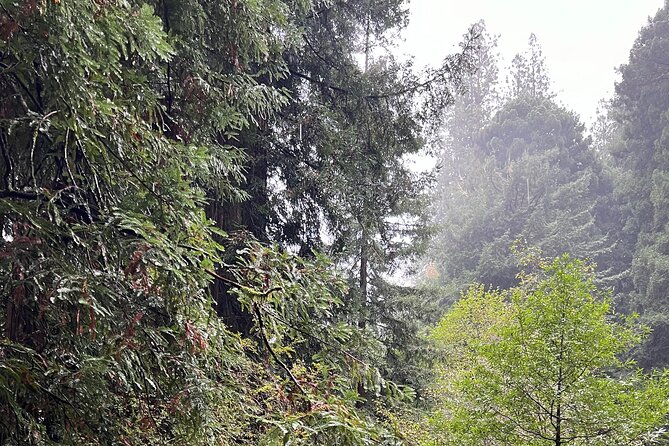 Muir Woods and Sausalito Private Tour - What to Pack and How to Handle Each Stop Like a Pro