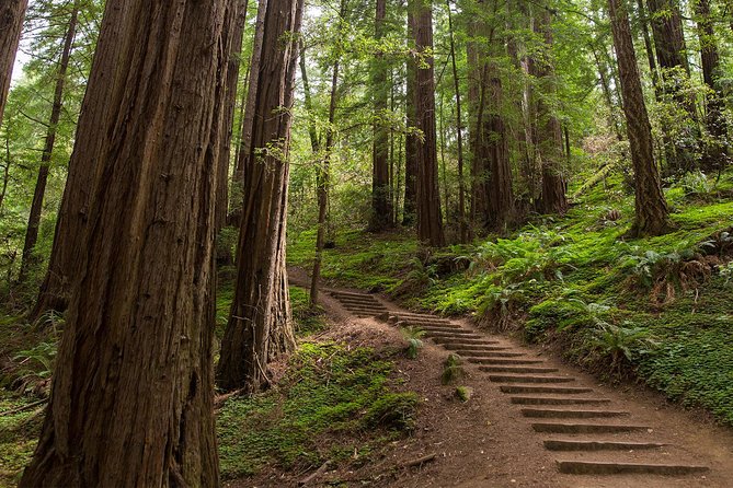 Muir Woods and Sausalito (Return by Bus or Ferry) - Optional bike tour across the bridge, what changes in the day