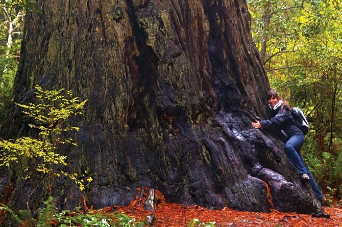 Muir Woods & Napa-8hr-Private Scenic Wine Tour From San Francisco - Best Fit: Who This Tour Suits (and Who Might Be Happier Elsewhere)