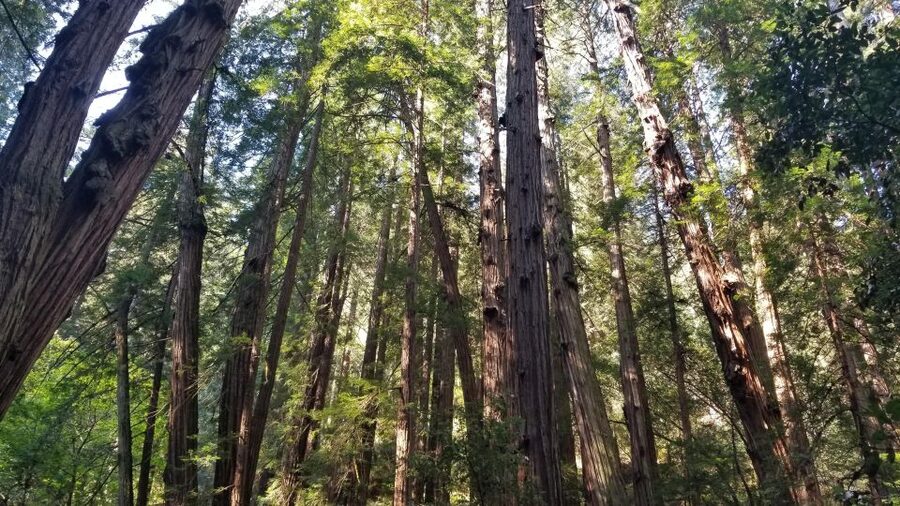 Muir Woods, Sausalito and Ferry back to Fisherman's Wharf - Pickup first, then the Golden Gate Bridge photo break