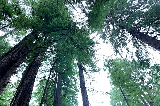 Muir Woods, Sausalito and Golden Gate Bridge - 10:00 am start and a tight route that saves your energy