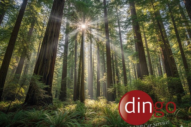 Muir Woods, Sausalito and Golden Gate Bridge - Tips to make the most of a short day in 4 hours
