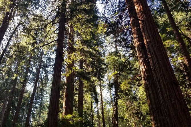 Muir Woods Sausalito Entry & Ferry to Fishermans Wharf included - Muir Woods National Monument: your time in the redwoods and how to use it