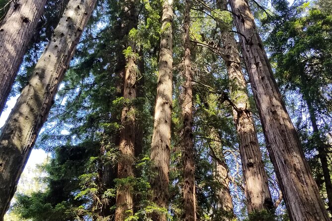 Muir Woods Sausalito Entry & Ferry to Fishermans Wharf included - Sausalito stop: waterfront views, seafood, and a real small-town break