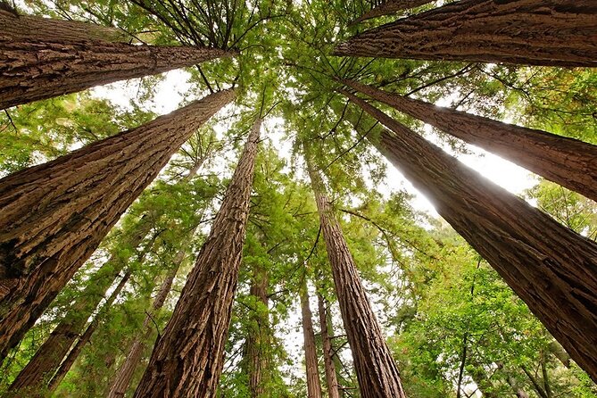 Muir Woods & Sausalito: Small Group Experience - Price and value: what $89 really covers (and what it does not)