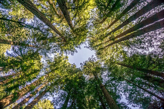 Muir Woods & Sausalito Tour - Guides and drivers: why the best days feel calm, even on twisty roads