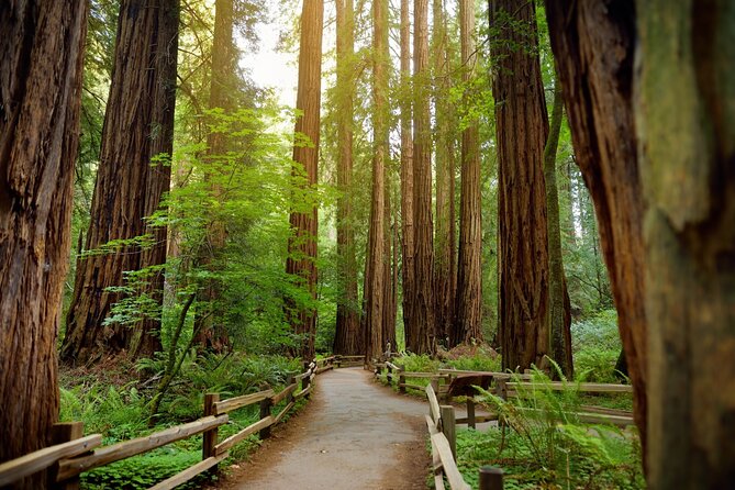 Muir Woods Self-Guided Driving and Walking Audio Tour - Price and What You Still Need to Book