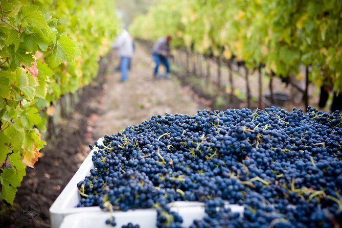 Muir Woods & Wine Tour: Redwoods & Tastings at 3 Wineries - Guides, group size, and the difference between a good and great day