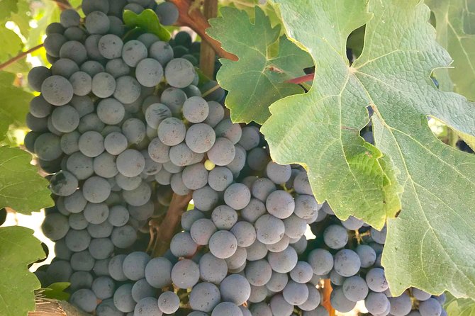 Napa and Sonoma Private Wine Tasting Tour and Luxury Car Service - The real itinerary promise: flexibility plus a clear Napa anchor