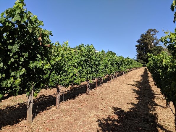 Napa and Sonoma Valley Wine 6 hour Tour from San Francisco - Golden Gate Bridge Photo Time When Timing Fits
