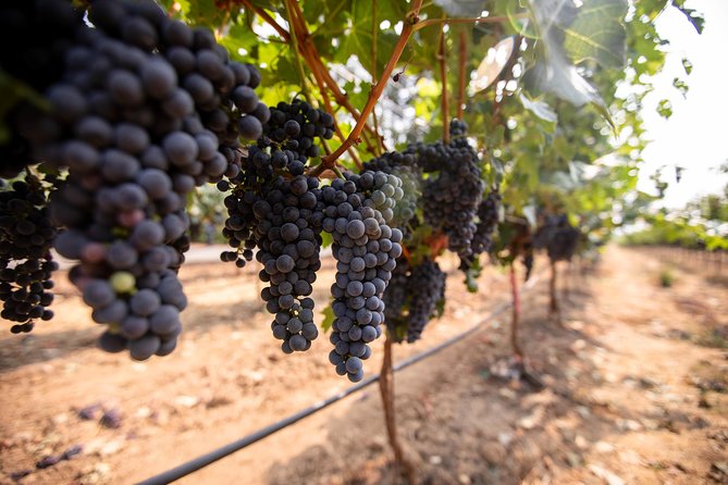 Napa and Sonoma Wine Country Full-Day Tour from San Francisco - Roche Winery: barrel tastings and a vineyard walking tour
