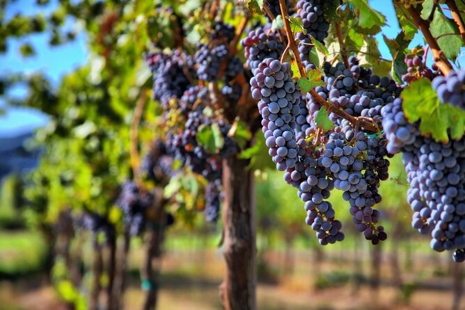 Napa or Sonoma Private Wine Tour from San Francisco - Private door-to-door pickup from San Francisco at 8:30