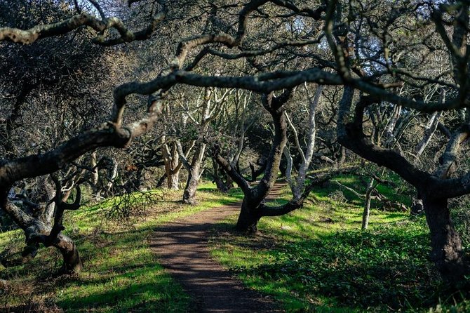 Private City Kickstart Tour:The Castro & Mission District - Mission Dolores Park: your mid-walk reset with views and local energy