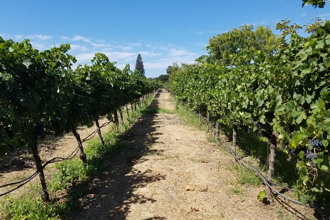 Private Full-Day Napa Wine Tour in a Luxury Vehicle - Pickup That Matches Your Day, Not a Random Itinerary
