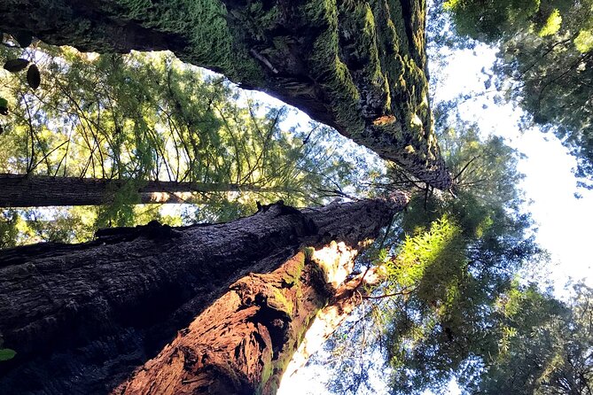 Private Full-Day San Francisco City Tour with Muir Woods (Max 6) - Lombard Street and Chinatown Photos: Fun, Busy, and Worth the Stop