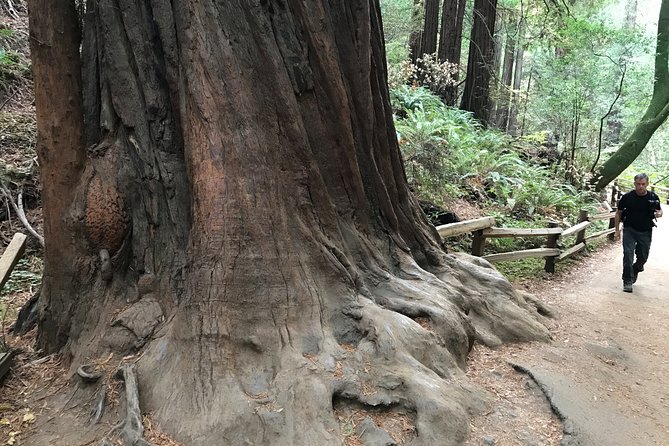 Private Muir Woods and Sausalito Half Day Tour - Private comfort out of the city