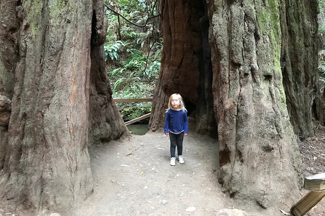 Private Muir Woods and Sausalito Half Day Tour - Muir Woods: redwoods time plus self-guided freedom