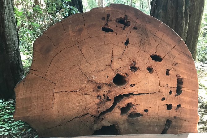 Private Muir Woods and Sausalito Half Day Tour - Who this tour is best for