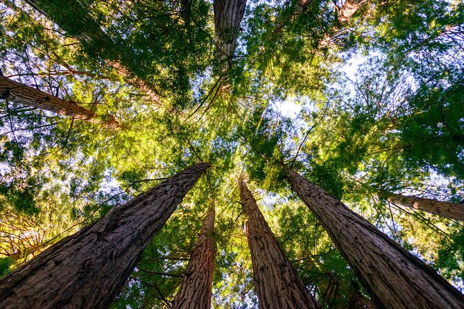 Private San Francisco City Tour and Muir Woods with Sausalito - Muir Woods National Monument With Guaranteed Entry and 90 Minutes