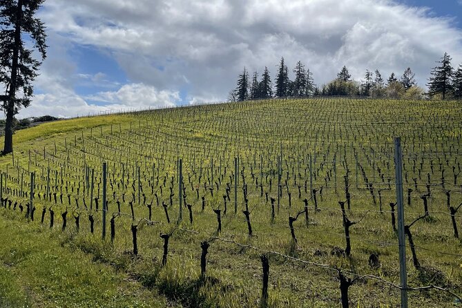 Private Sommelier-led Sonoma or Napa Wine Country Tour in VW Van - Key things I’d zero in on