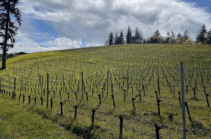 Private Sommelier-led Sonoma or Napa Wine Country Tour in VW Van - Budget reality: the $1,099 group rate and the extra costs