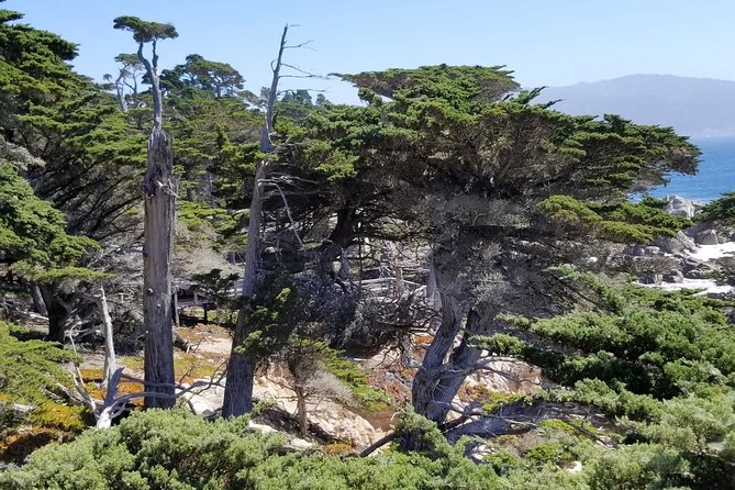 Private Tour to Monterey, Carmel, 17-Mile Drive, Pebble Beach - The Monterey, Carmel, and 17-Mile Drive combo that actually saves time