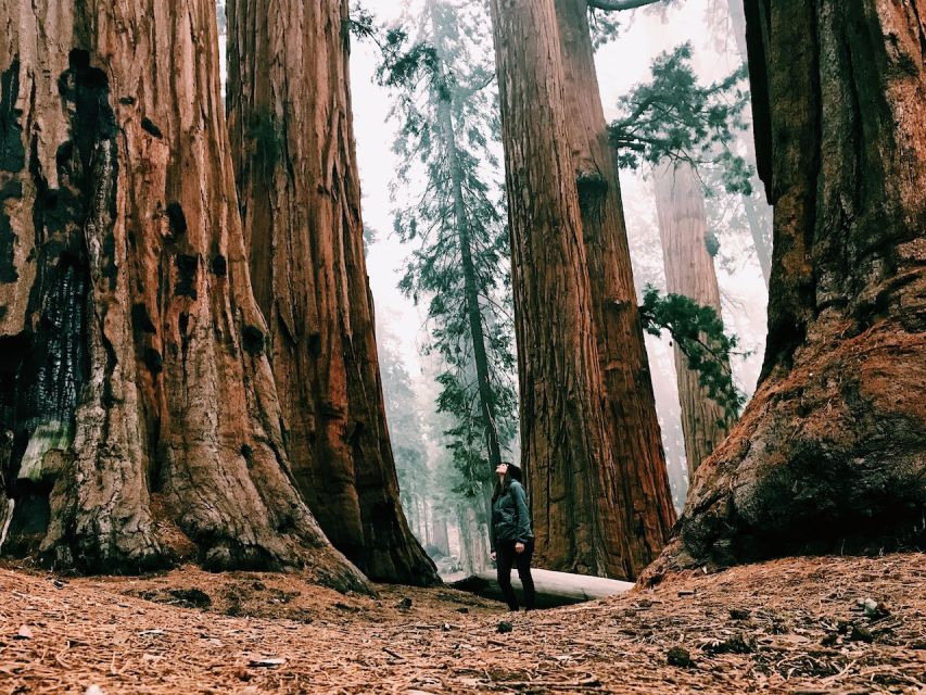 San Francisco: 2-Day National Park Tour with Yosemite Lodge - Day 2 beyond the valley: Giant Sequoias hike when weather allows