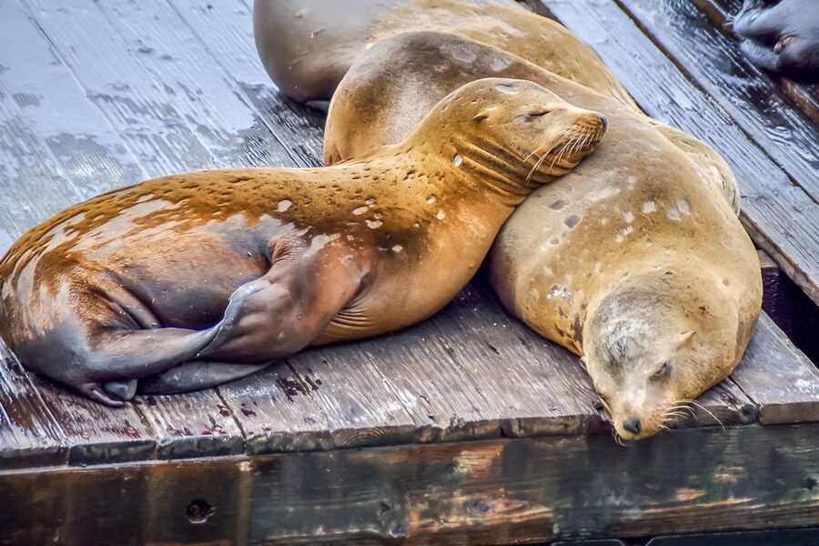 San Francisco: Alcatraz, Fisherman’s Wharf & Optional Extras - Should you book this Alcatraz and Fisherman’s Wharf tour?
