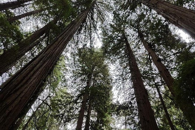 San Francisco: Armstrong Redwoods and Wine Tour with Tastings - Where You Start and Where You End Matters More Than You Think
