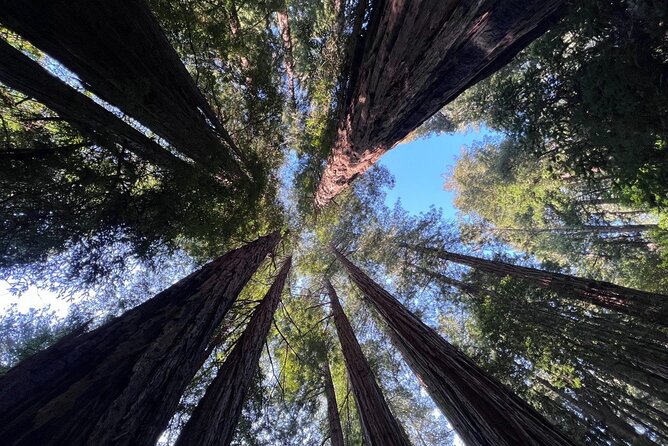 San Francisco Bay Cruise, Muir Woods and Sausalito Combo Tour - Key highlights you will actually care about