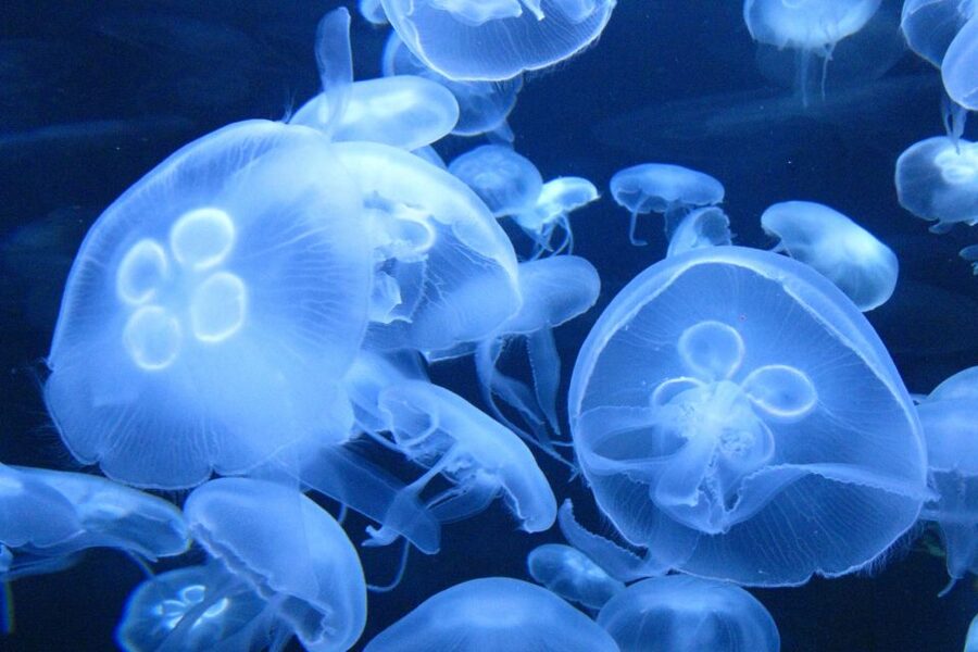 San Francisco CityPASS®: Save 46% at 4 Top Attractions - Pick Two: Choosing Between Exploratorium, Aquarium, Zoo, SFMOMA, and Disney