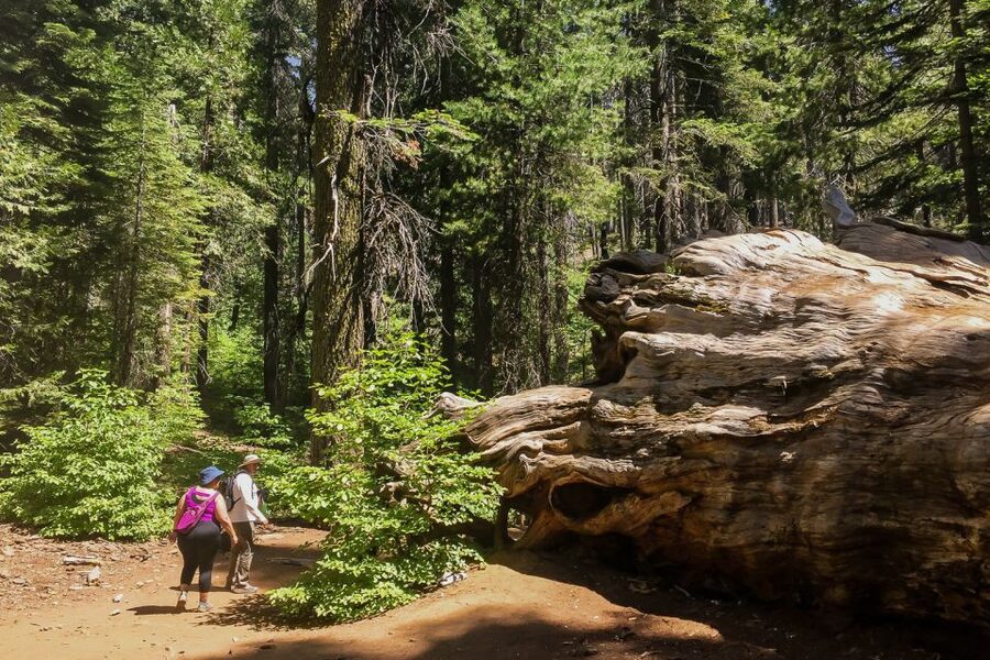 San Francisco: Day Trip to Yosemite with Giant Sequoias Hike - The Real Deal on This 14-Hour Yosemite Day Trip