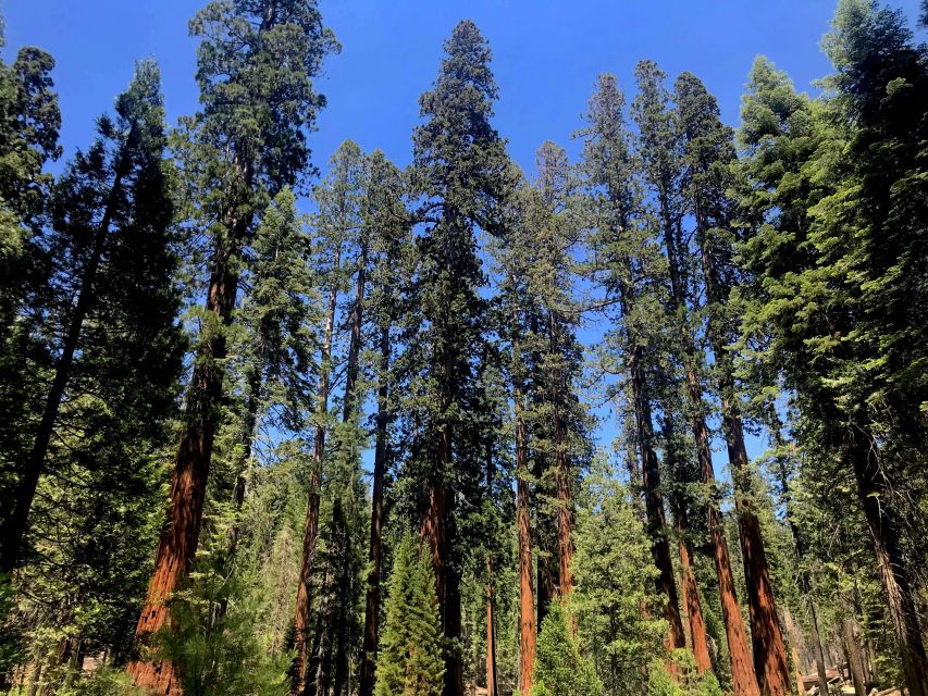 San Francisco: Day Trip to Yosemite with Giant Sequoias Hike - El Capitan, Half Dome, Bridalveil Fall: The Valley Stops That Make Yosemite Famous