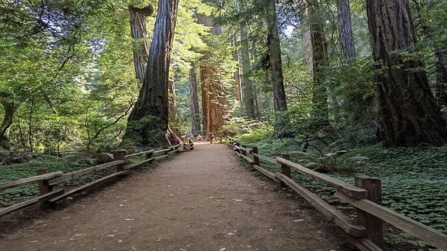 San Francisco: Full-Day City Tour w/ Muir Woods & Sausalito - Key things that make this day work