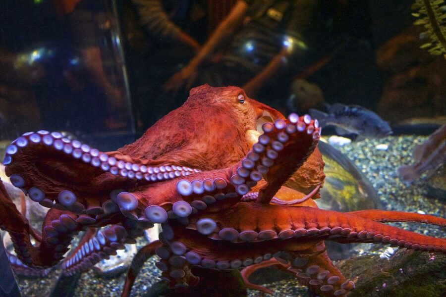 San Francisco: Go City All-Inclusive Pass 30+ Attractions - USS Pampanito submarine: history you can walk through