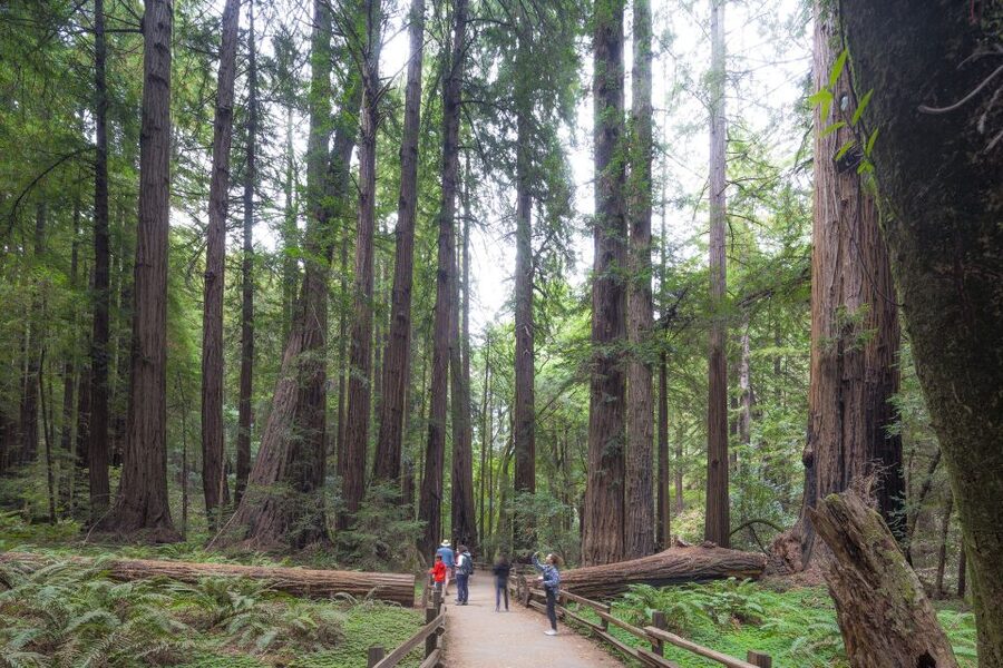 San Francisco Grand City Tour + Muir Woods and Sausalito - Muir Woods in 90 Minutes: Redwood Creek, Cathedral and Bohemian Groves