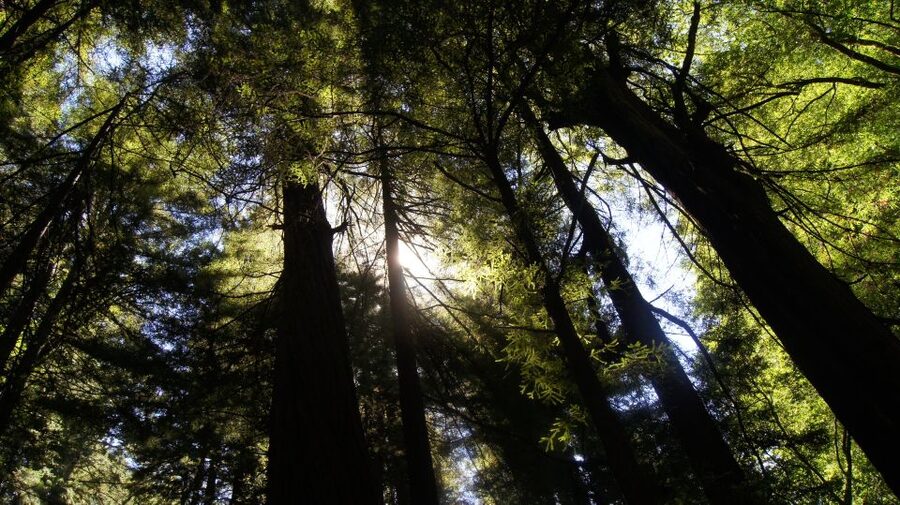 San Francisco: Guided Coastal Redwoods & Wine Country Tour - Getting There From Fisherman’s Wharf, Then Settling In