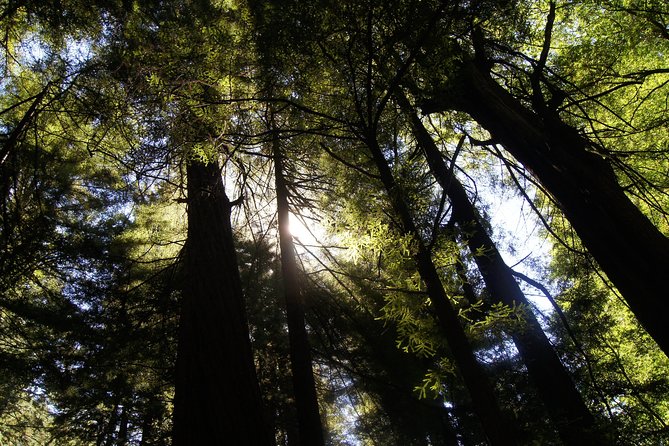 San Francisco: Guided Muir Woods Tour & Hop-on Hop-off Bus Tour - Where the stops can work together, not compete