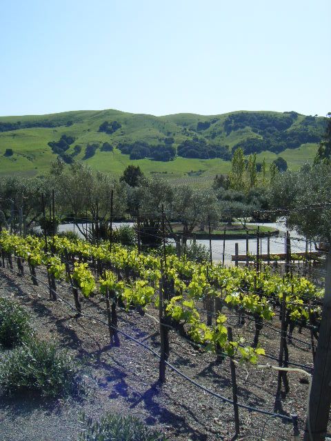 San Francisco: Half-Day Wine Country Tour with Wine Tastings - Comfort, timing, and the bathroom reality on a bus day