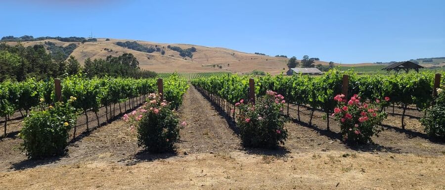 San Francisco: Half-Day Wine Tour with 2 Tastings Included - Lunch break: Sonoma Plaza or winery time