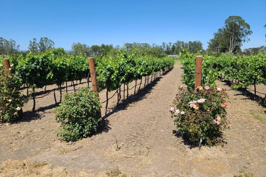 San Francisco: Half-Day Wine Tour with 2 Tastings Included - Second tasting in Sonoma: compare styles and don’t rush the moment