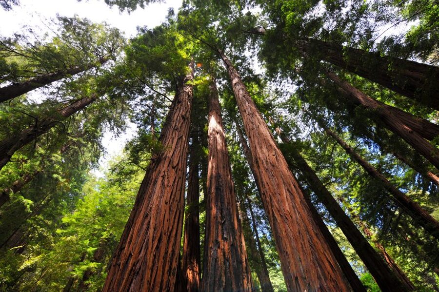 San Francisco: Hop-On Hop-Off + Muir Woods Tour - What You’re Really Paying for at $159