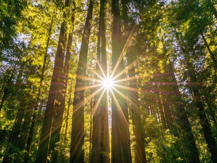 San Francisco: Hop-On Hop-Off + Muir Woods Tour - Muir Woods National Monument: Walking at Redwood-Scale