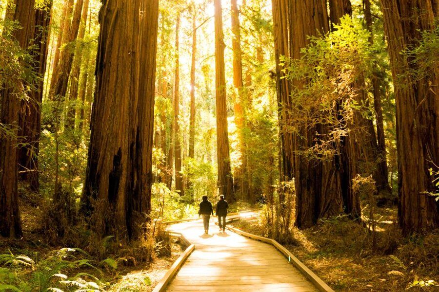 San Francisco: Hop-On Hop-Off + Muir Woods Tour - Who This Tour Fits Best (and Who Might Be Happier Elsewhere)