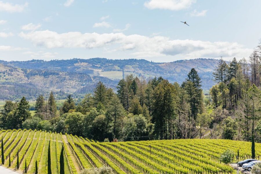 San Francisco: Luxury Small-Group Wine Tour of Napa Valley - The small-group, luxury-vehicle promise, and what to watch