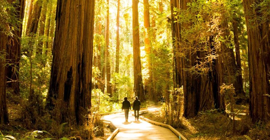 San Francisco: Muir Woods and Sausalito Experience - A half-day that mixes iconic views with real forest time