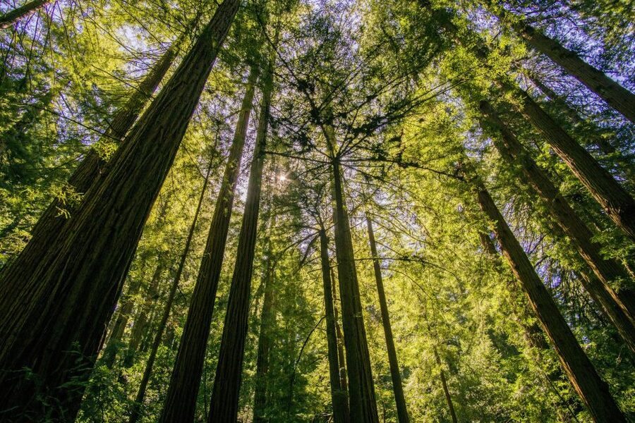 San Francisco: Muir Woods and Sausalito Experience - Inside Muir Woods: how to make 1.5 hours feel like more